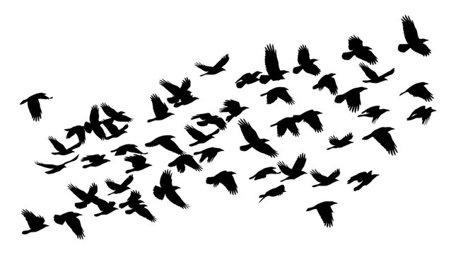 A flock of birds forms a heart shaped silhouette