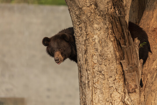 View of a black bear peeking from behind a textured tree trunk in Lahore, Punjab, Pakistan.