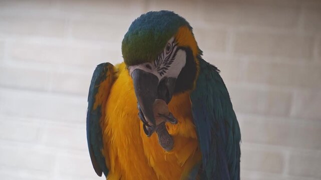 A blue and yellow macaw holds a nut with one foot while using its powerful curved beak to break open the shell and reach the food inside. Close view highlights the bird's coordination and feeding tech