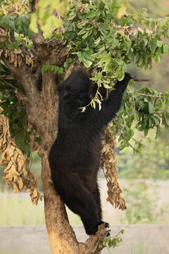 View of a black bear climbing a tree and reaching for green leaves in a natural habitat in Lahore, Punjab, Pakistan.