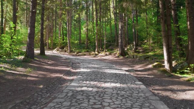 Mountain trees cobblestone path walkway, gimbal stabilizer shot. Moving forward walking down front trail surrounded by green alpine woods and wild nature.