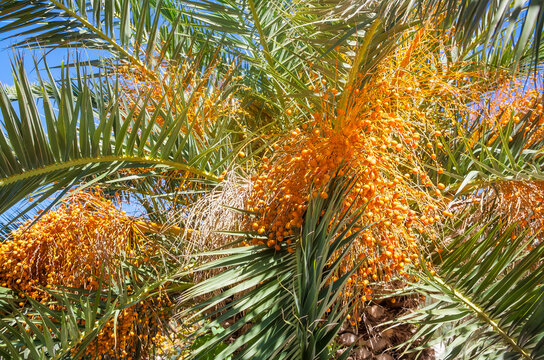Close view of a date palm with abundant golden orange fruit clusters and long green fronds against a clear blue sky in bright outdoor sunlight