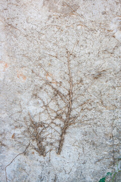 Dried plant roots spread across a pale weathered stone wall, with rough mineral texture, scattered earthy fragments, and small green leaves
