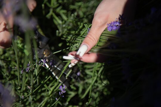 Hands Harvesting Lavender in Sunlit Field