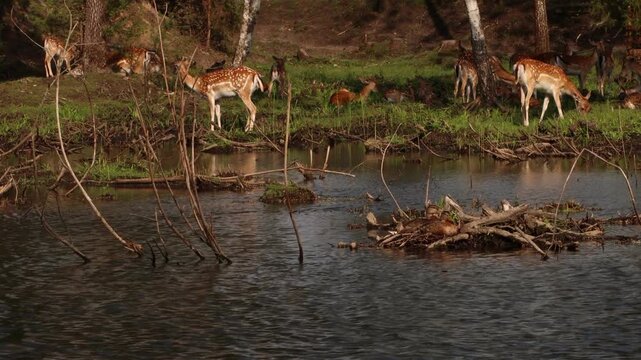 Herd of fallow deer resting and grazing beside pond with ducks in woodland habitat