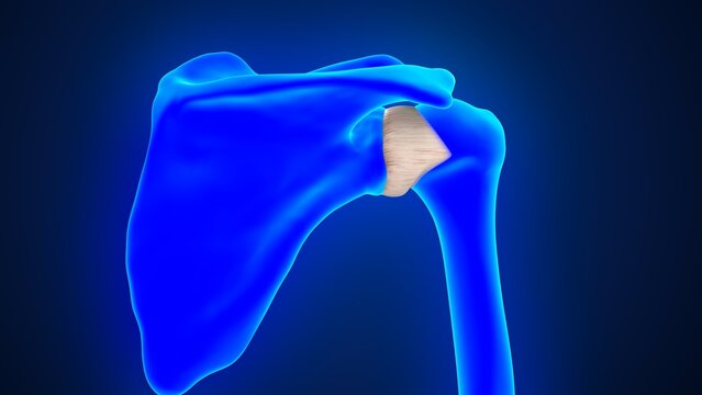The glenohumeral ligament of 3d illustration