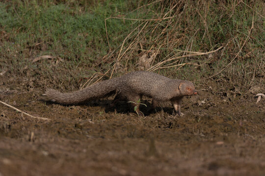 View of an Indian grey mongoose walking across the muddy ground in its natural habitat in Muridke, Punjab, Pakistan.