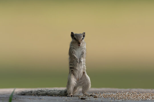 View of a northern palm squirrel standing upright on a stone surface surrounded by scattered grains in Lawrence Garden, Lahore, Punjab, Pakistan.