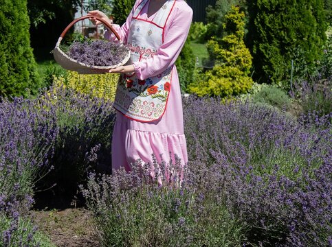 A woman in a vintage Slavic apron and a pink dress is gathering fresh lavender into a basket. On a sunny day, she stands among the blooming lavender bushes, surrounded by lush greenery.