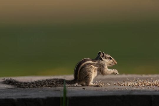 View of a northern palm squirrel eating seeds on a concrete surface in Lawrence Garden, Lahore, Punjab, Pakistan.