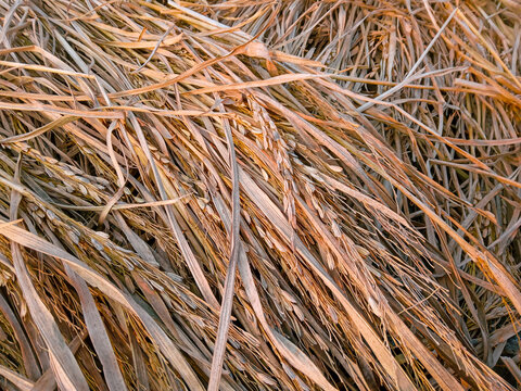 A close-up shot of dried golden rice straw, stalks, and leftover grains piled up on the ground after the harvesting process in a rural farm.