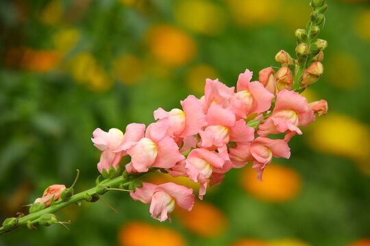 colorful Snapdragon(Antirrhinum majus) flowers blooming in the garden with soft background 
