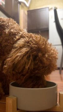 Cute red brown poodle drinks kefir from a bowl, vertical view. Eating hungry little curly dog. Nice puppy enjoy pet food at kitchen. Animal care.