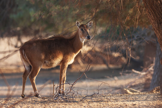 View of a nilgai standing in the dry, sandy landscape of Lal Sohanra National Park under soft golden hour light in Lal Sohanra, Punjab, Pakistan.