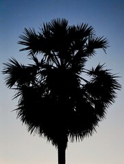 Fototapeta premium Coconut palm tree silhouette captured during sunrise at Angkor Wat temple