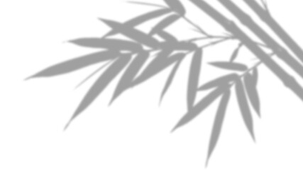 Fototapeta premium Shadow of bamboo leaves on a wall isolated on transparent background