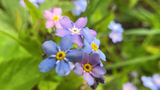Macro view of blue violet purple pink forget me not flower in a spring garden. Soft natural background for nature, ecology, gardening, and conservation concept. Scorpion grasses. Beautiful Myosotis.