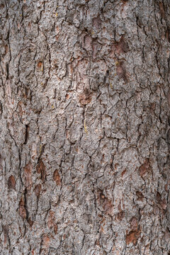 Bark texture and background of a old fir tree trunk. Detailed bark texture. Natural background