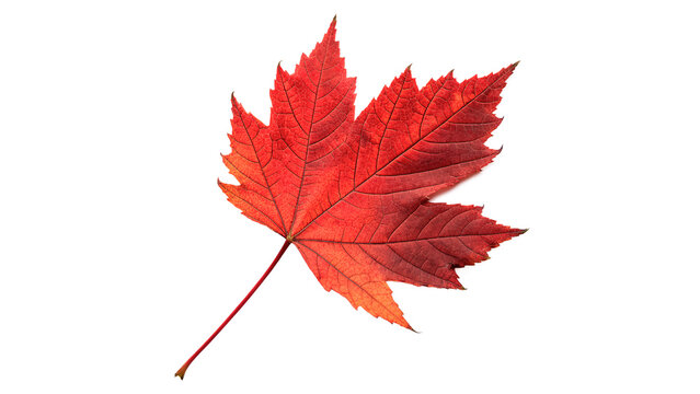 Vibrant bright red autumn maple leaf isolated on transparent background