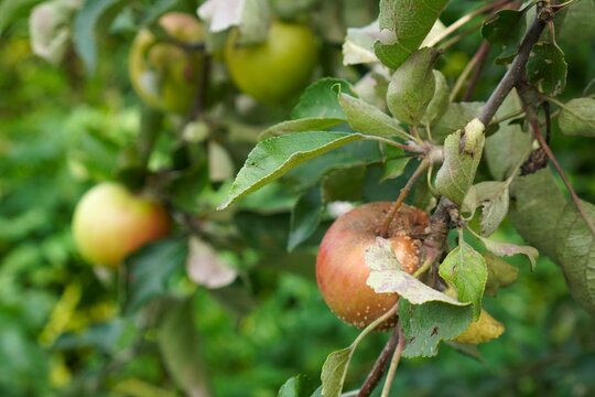 Close-up of ripe apples hanging from a tree branch in a lush orchard. The apples display vibrant colors and a natural texture, surrounded by green leaves, signifying growth and harvest