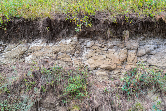 Hillside cross section reveals layered soil and rock beneath dense greenery. Exposed roots and erosion patterns highlight nature slow sculpting over time