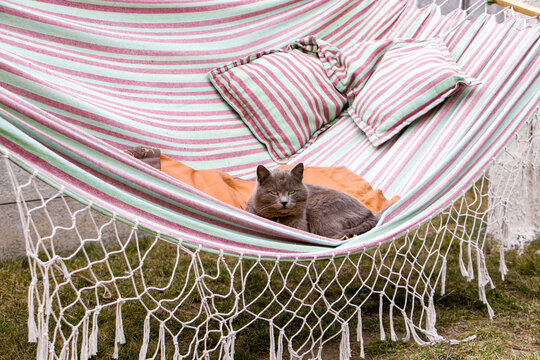 Cat resting in a hammock.
A gray cat resting in a hammock in the garden.