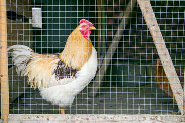 A rooster in a chicken coop behind a mesh fence © Iryna