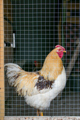 A rooster in a chicken coop behind a mesh fence © Iryna