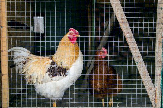 A rooster and a hen in a chicken coop behind a chain link fence.