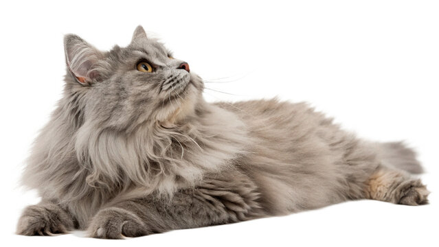 Long-haired grey fluffy cat lying down relaxed isolated on transparent background