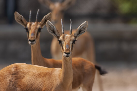 View of two gazelles standing in a zoo enclosure in Lahore, Punjab, Pakistan.