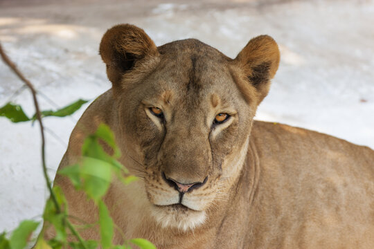 View of a lioness resting in the shade with green foliage in the foreground in Lahore, Punjab, Pakistan.