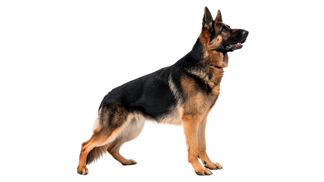 Loyal German Shepherd dog standing alert profile isolated on transparent background