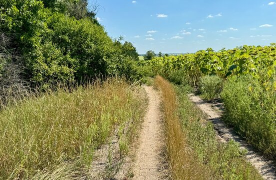 The road between the field and the forest