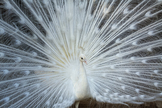 View of a white peacock with its tail feathers fully fanned out in a park in Lahore, Punjab, Pakistan.