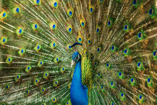 View of a male peacock displaying its vibrant, iridescent plumage with eye-like patterns in a park in Lahore, Punjab, Pakistan.