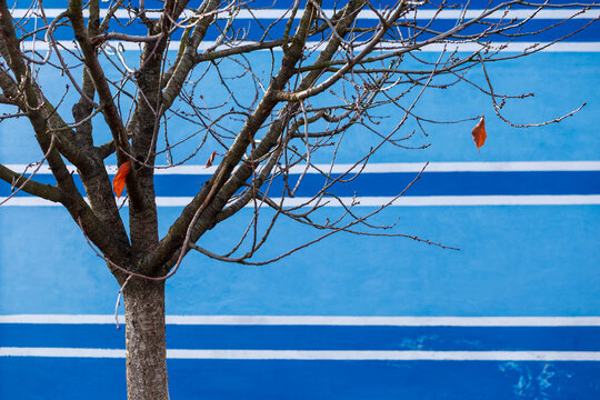 View of a leafless tree with a few remaining orange leaves standing against a vibrant blue wall with horizontal white stripes in Beska, Vojvodina, Serbia.