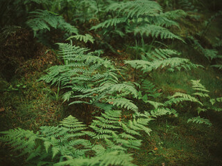 Close-up of green fern frond in forest © Natalia