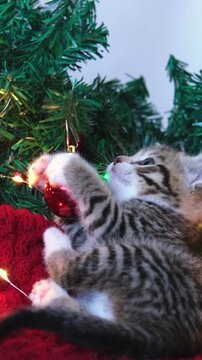 A playful kitten plays with christmas tree garlands and ornaments, holiday celebration and festive pet video, cozy winter scene.
