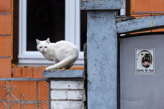 View of a white cat sitting on a concrete pillar next to a gate with a warning sign in Beska, Vojvodina, Serbia.