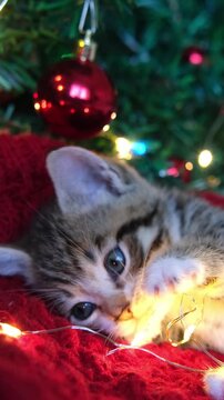 A charming kitten playing with christmas tree garlands and lights, winter holiday celebration and festive pet video, cozy mood.