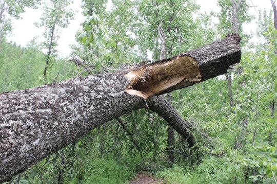 Fallen tree trunk in forest