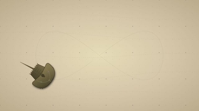 Minimalist scientific diagram featuring a horseshoe crab drawing a figure eight symbol on neutral background