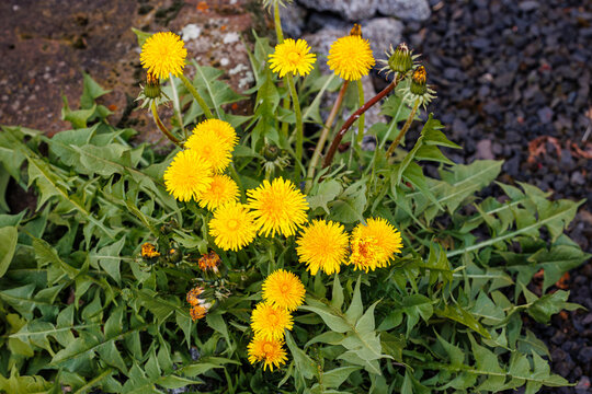Bright yellow flowers grow on green leaves in a natural setting during daytime