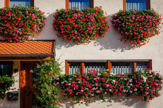 Flowers hang from window boxes on a house wall in a sunny location during the day