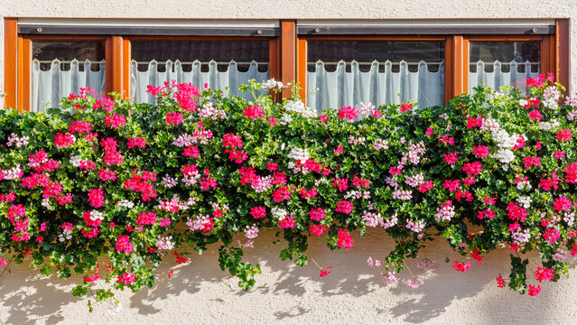 Flowers hang from a window in a building with light-colored walls on a sunny day