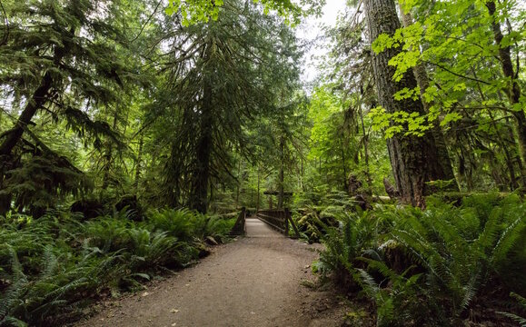 BC Forest trail
