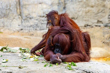 Mother and baby Bornean orangutan (Pongo pygmaeus) resting together at the zoo © Matthew Bydalek