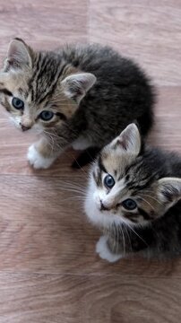 Two hungry tabby kittens look up at camera waiting for food together on floor. Pet care, online education, food delivery, cute animal moments, hungry pets