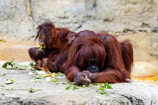 Baby Bornean orangutan (Pongo pygmaeus) eating leaves beside resting mother